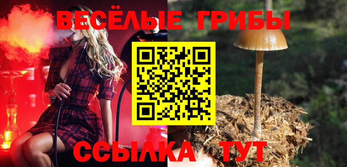 Галлюциногенные грибы Psilocybine cubensis Черкесск